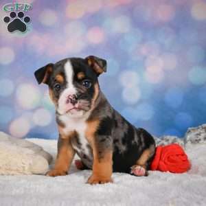 Mia, Miniature Bulldog Puppy
